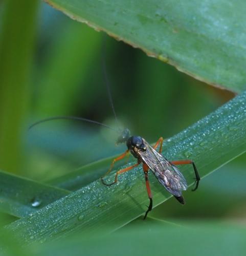 Exetastes calobatus